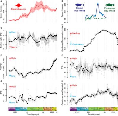 Distinct Responses of Elasmobranchs and Ray-Finned Fishes to Long-Term Global Change